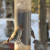 Female Common Redpolls on nyjer tube feeder. 
