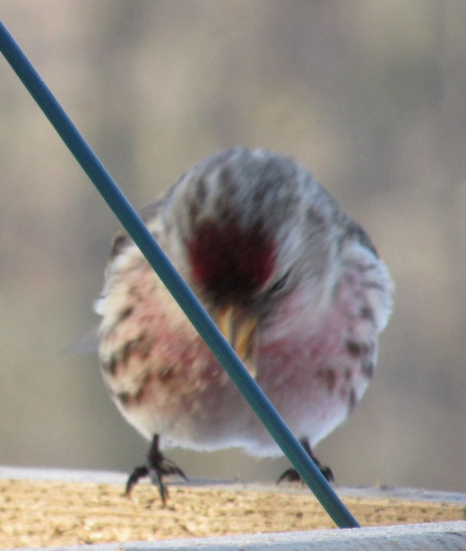 Male Common Redpoll eyeing sunflower seeds in hanging tray feeder. 