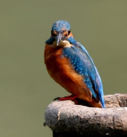 What a Common Kingfisher Looks Like