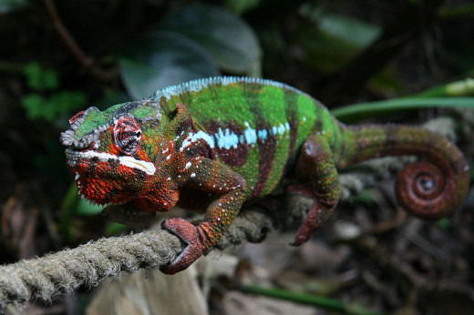 In this photo is a beautiful Panther Chameleon