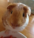 Choosing guinea pigs as pets
