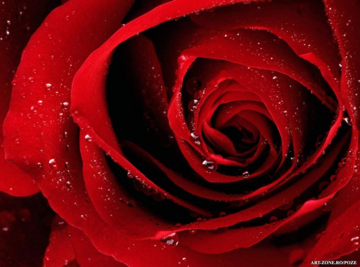 Red passion