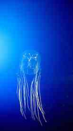 The Box Jellyfish:  The Planet's Most Deadly Creature