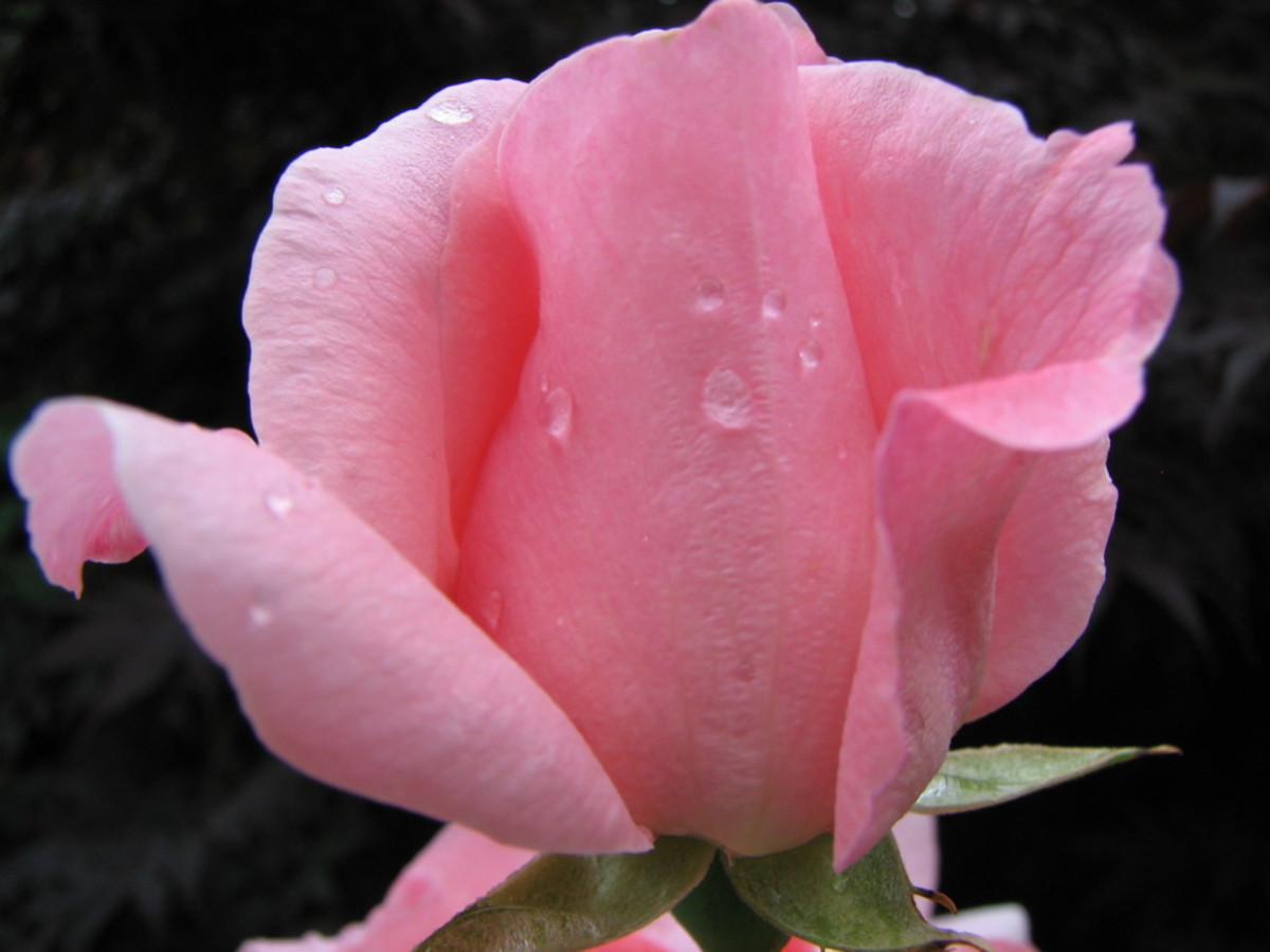 graceful and elegant pink is the most femine of rose colors.
