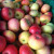 MacIntosh apples MacIntosh apples