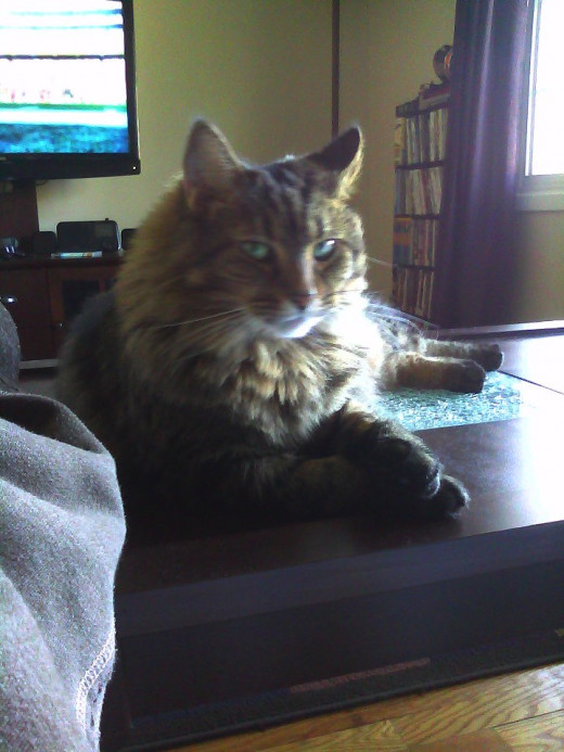 I get yelled at when I sit on the coffee table