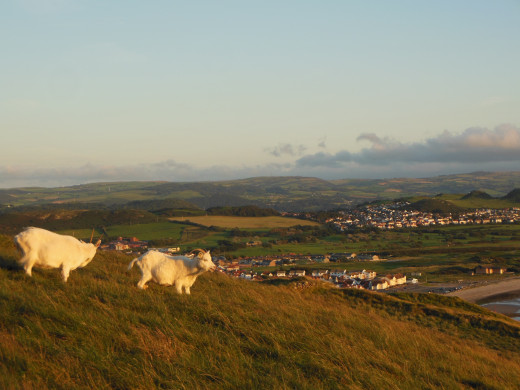There are more sheep in Wales than people: Fact