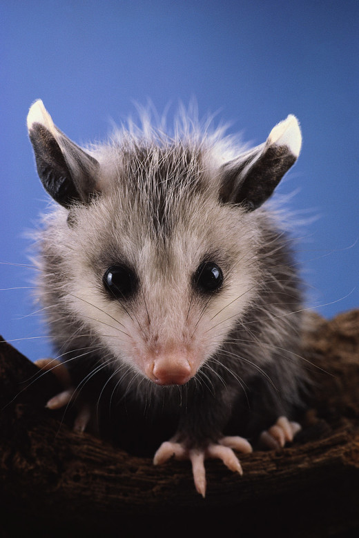 Possums can be cute, but they eat a TON of any food that is available. You don't want them in your garden!
