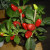 Something different - ornamental chilli plant