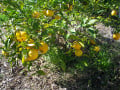 Lemon Fruit Tree