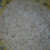 need one half of  a coconut scramblings