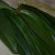 clean the  bay leafs (Vayana ila)