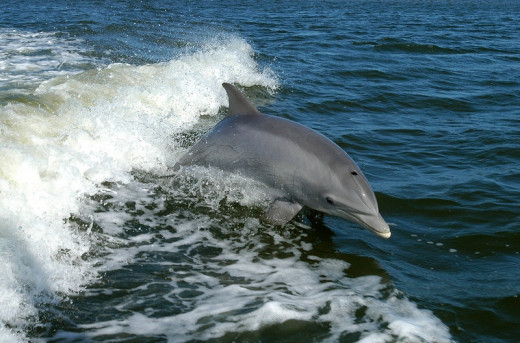 Dolphins often catch a ride on the way out to the fishing grounds