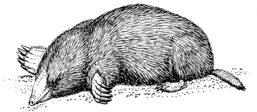 The common mole.