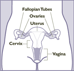 Female Reproductive System. Source: Wikimedia Commons, Public Domain. 
