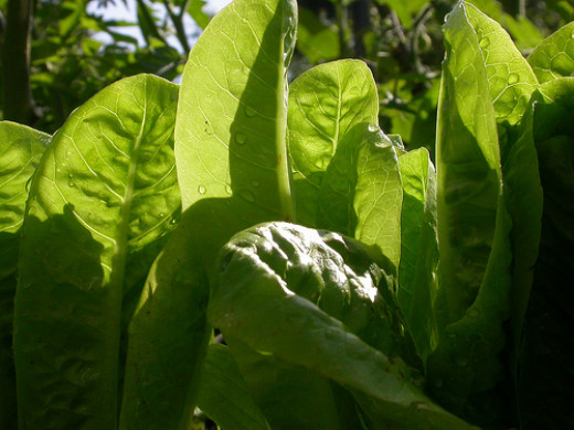 How to Grow Spinach