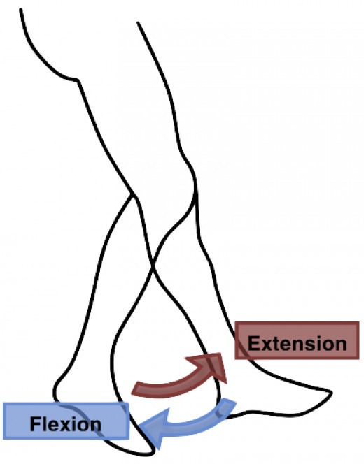 Basic Anatomical Terminology and Planes of Motion | hubpages