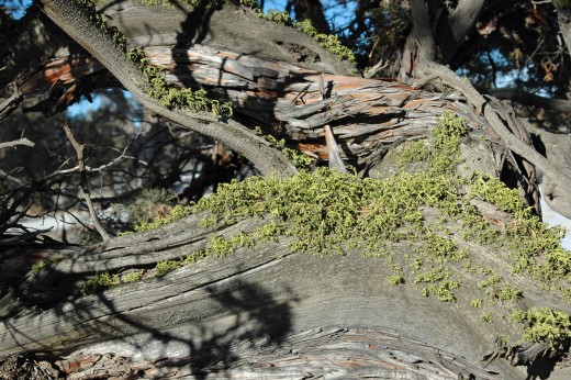 Lichen on stump Oregon Badlands.