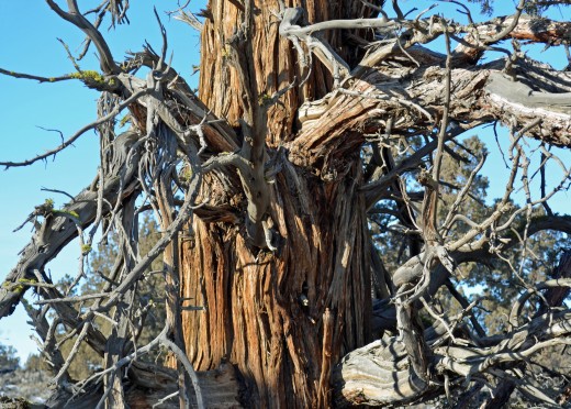 Distressed tree of Oregon Badlands.