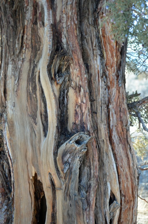 Gnarled bark of Badlands tree.