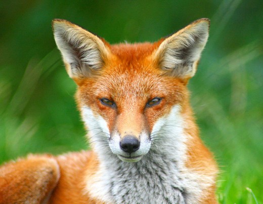 A criminal mastermind with eyes like these? Creepy! 