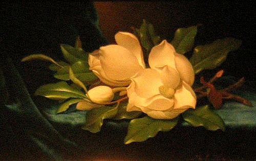 Magnolias are a symbol of nobility, perseverance and love of nature.