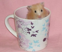 Don't you think this hamster is so cute in the coffee cup. Looks like he is enjoying a morning cup of coffee.