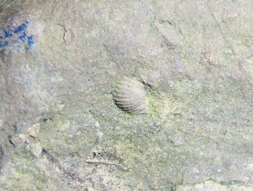 A closeup of one of the tiny fossil shells in the stone from New York.