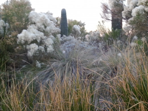 Winter growth....our version of snow!