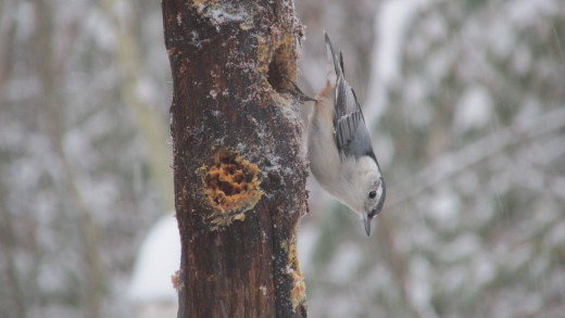 Nuthatches LOVE Peanut Butter! 