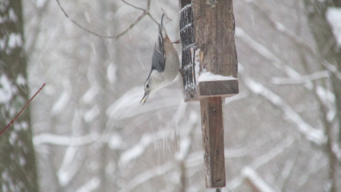 White Breasted Nuthatch, a/k/a 'Little Devil Down' Bird relishing suet during a recent snowstorm.