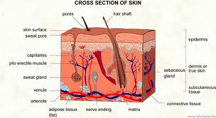 Structure of the skin - clogged pores lead to infections and acne