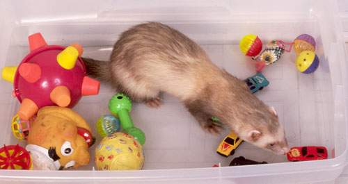 Ferret Playing With Toys