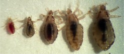 Head lice problems with kids