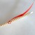 Wrap quilling paper around two prongs of comb Wrap quilling paper around two prongs of comb
