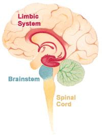 The Hippocampus is located deep in the brain in what's known as the Limbic System.  