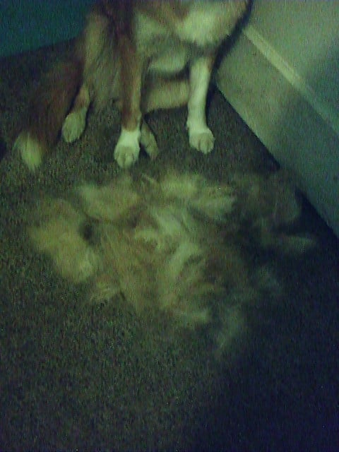 More of Karmas hair removed by the Furminator