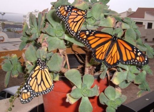 A group of Monarch butterflies.