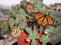 Buy Milkweed seeds and help Monarch Butterfly conservation
