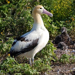 Albatross aka Gooney Bird