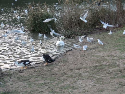 Some of the many bird varieties on Swanbourne Lake 
