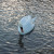 A swan on Swanbourne Lake