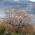 Kaki Fruit Tree, Lago d' Orta, Italy