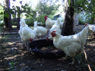Providing Fresh Clean Water For Your Chickens Is Very Important