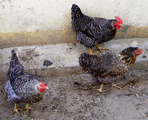 Be sure that you know everything possible about the health problems of chickens. 