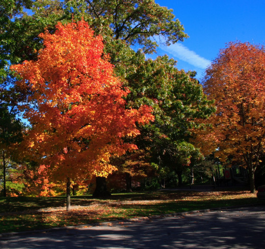 Autumn foliage