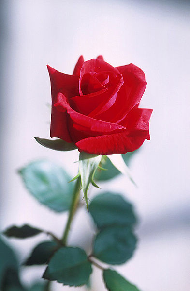 Red Roses are always a favorite gift on Valentines day between lovers.