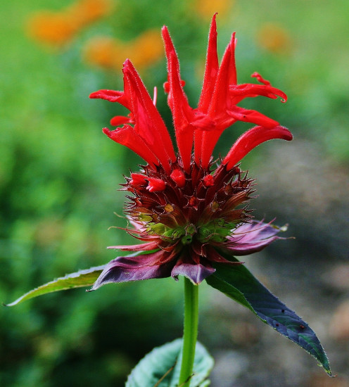 'Jacob Cline' is just about impervious to the two most common diseases that plague bee balm: powdery mildew & rust.