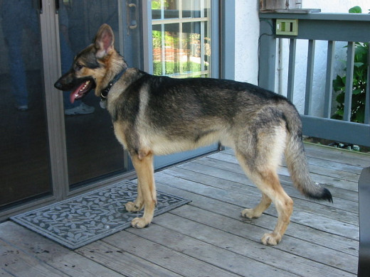 A German Shepherd is a good choice of dog to loyally guard your home and family. 