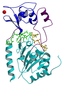 Structure of the yeast Sir2 protein (courtesy Ronen Marmorstein)